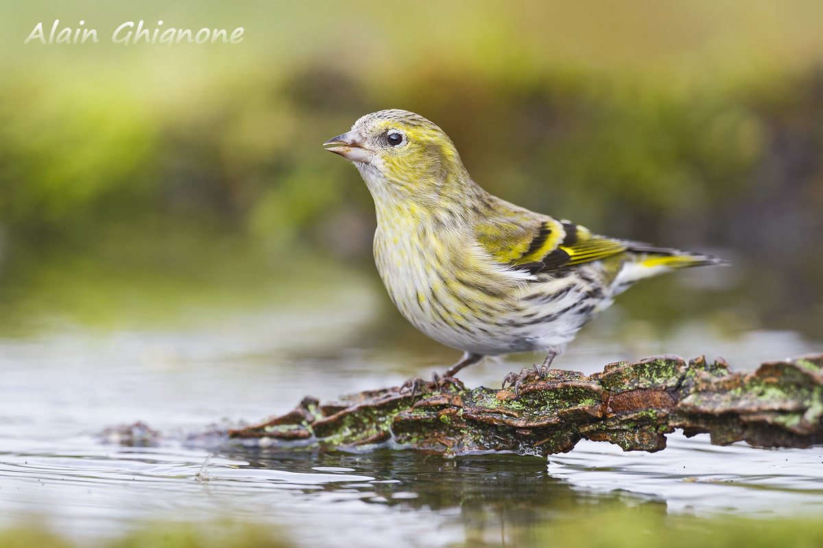 lucherini assetati..